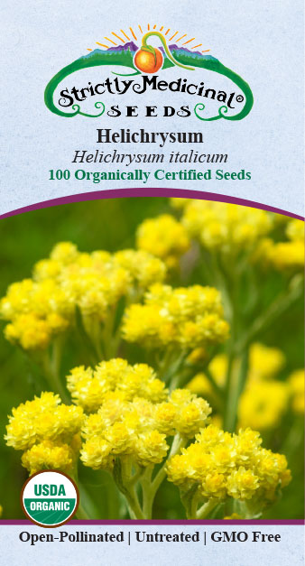 helichrysum flower seeds Helichrysum Seeds