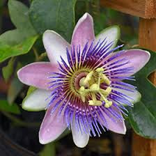 Passionflower Seeds