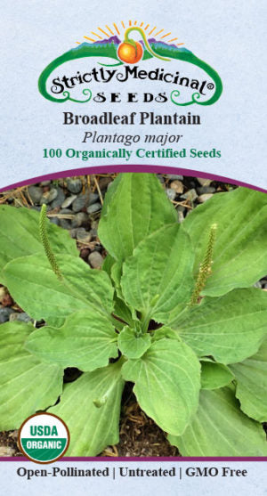 Plantain, Broadleaf Seeds