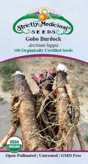 Burdock, Gobo Seeds