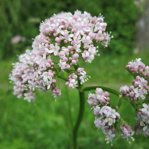 valerian plant seeds Valerian Seeds