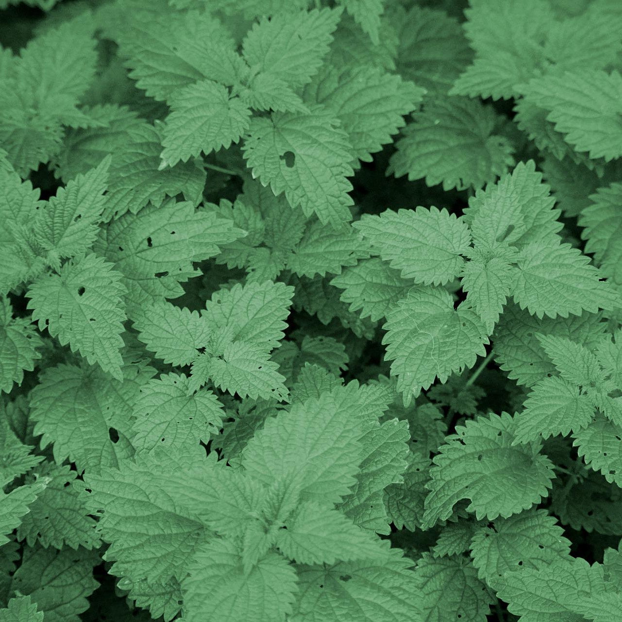 Nettles, Stinging