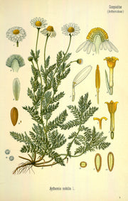 Chamomile, Roman Seeds